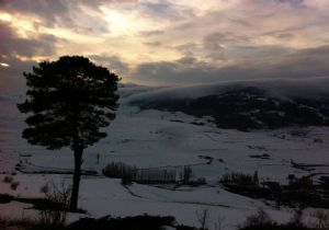 'Kışın Gölgesinde Yalnız Bir Çam'a ödül