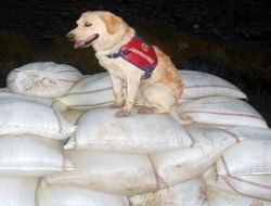 5 ton uyuşturucu yakalandı