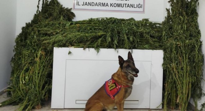 91 kilo esrar ele geçirildi