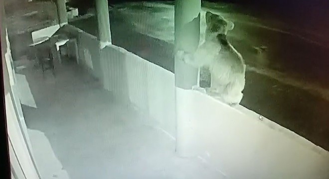 Aç ayı alabalık tesisini mesken tuttu