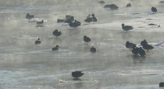 Aç kalan Yaban ördekleri Kars Çayı'nı mesken tuttu
