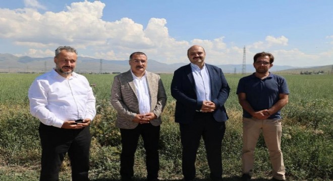 Aziziye'de hasat vakti