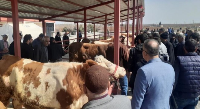 Büyükşehir'den Samsat'a Hayvan Borsası desteği