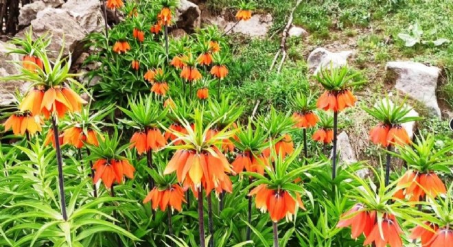 Doğa'da Ters Lale şöleni