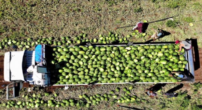 Doğu Anadolu'da karpuz hasadı başladı