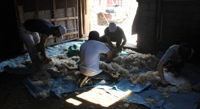 Doğu Anadolu'da koyun kırkma mesaisi başladı