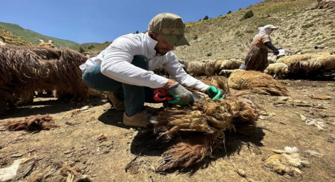 Doğu Anadolu'da koyun kırkma mesaisi başladı