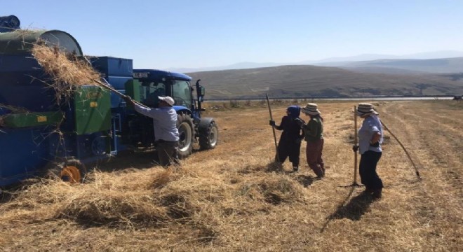 Doğu Anadolu'da sıcak altında hasat
