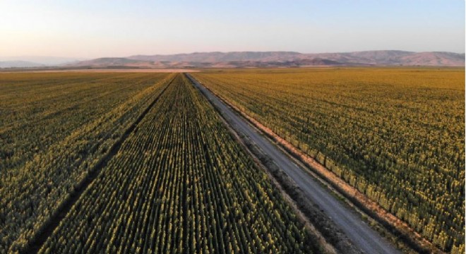Doğu'da ovalar sarıya boyandı