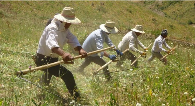 Doğu'da tırpancıların zorlu mesaisi