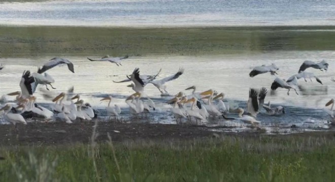 Doğu'dan belgeselleri aratmayan görüntüler