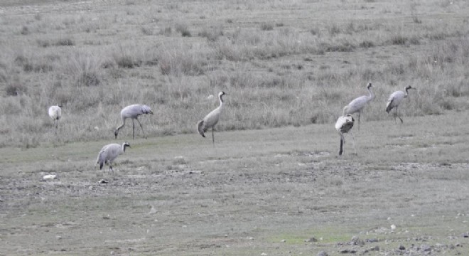 Ekşisu birçok kuş türüne ev sahipliği yapıyor