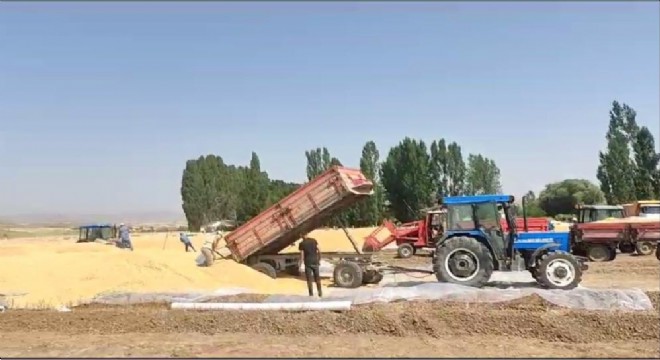 Erzurum'da hububat hasadı vakti