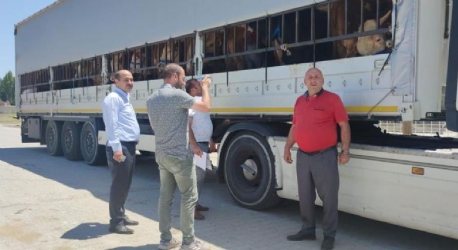 Erzurum'dan kurbanlık sevkiyatı başladı