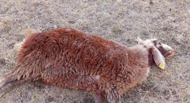 Horasan Hasanbey'de kurtlar sürüye saldırdı