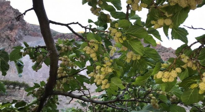 İspir'de dut hasadı zamanı