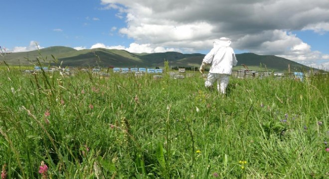 Kaçak arıcılıkla mücadele