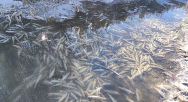 Karasu'da endişe veren görüntü