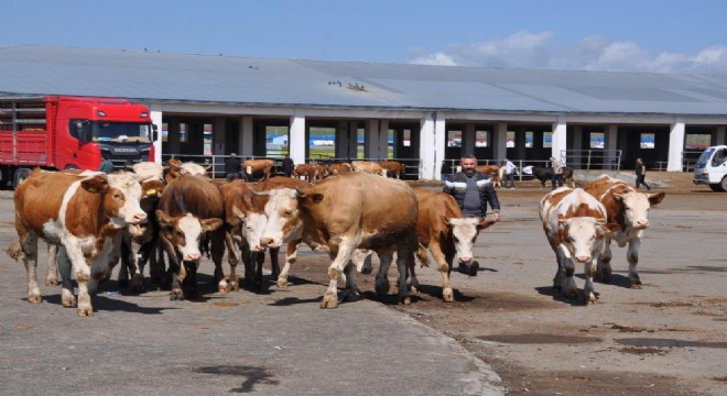 Kurbanlık pazarlarında durgunluk