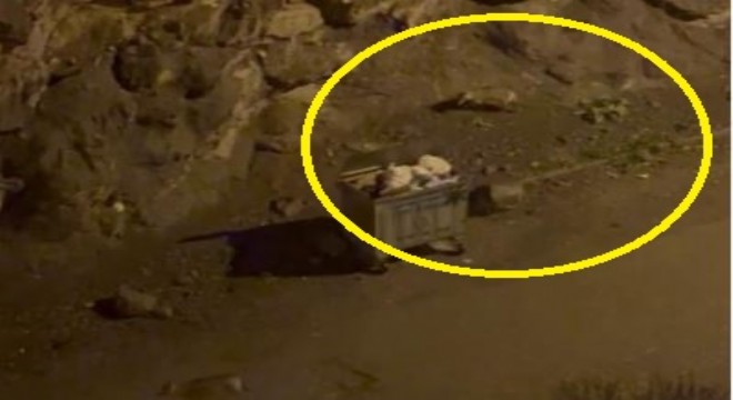 Kurt sürüsü ilçe merkezine indi