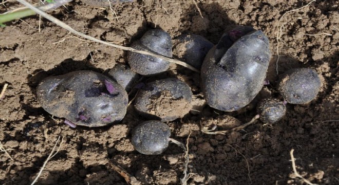 Mor patateste ilk hasat