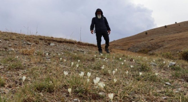 Oltu Yaylalarında ‘vargit' zamanı