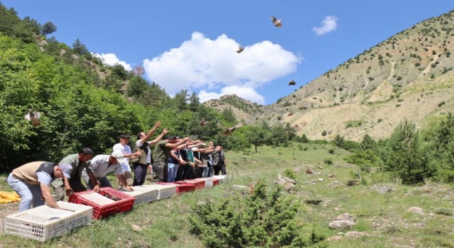 Oltu'da doğaya 600 kınalı keklik salındı