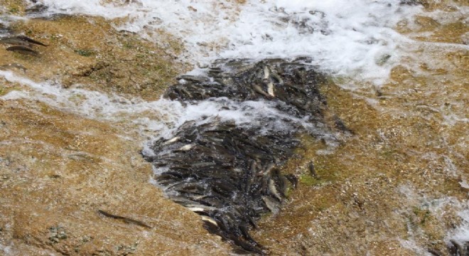 Olurda binlerce sazan balığı tehdit altında