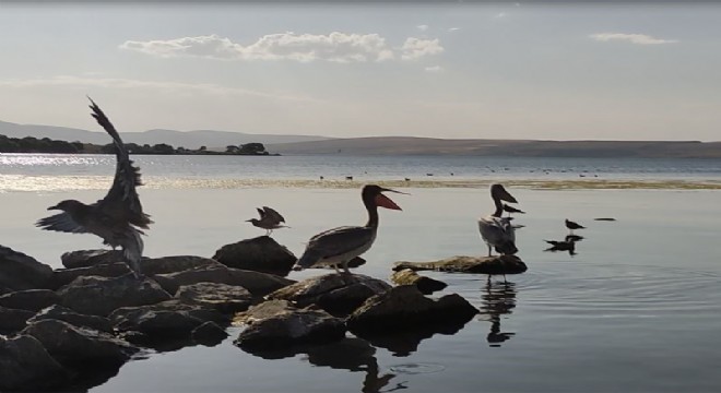 Onlar Doğu'nun pelikanları