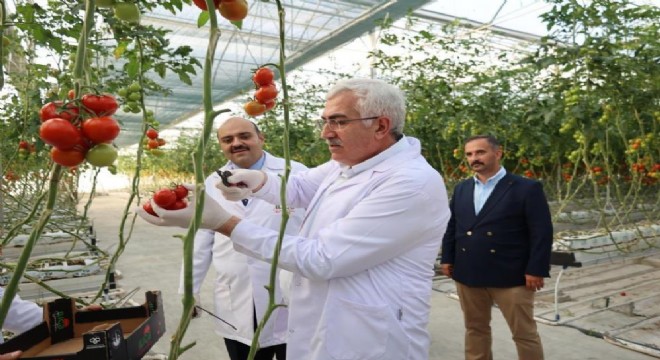 Öz'den domates hasadı