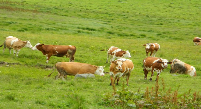 Posof'a hayvan girişleri yasaklandı