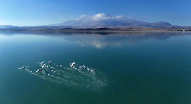 Süphan Dağı manzarasında kuğu dansı