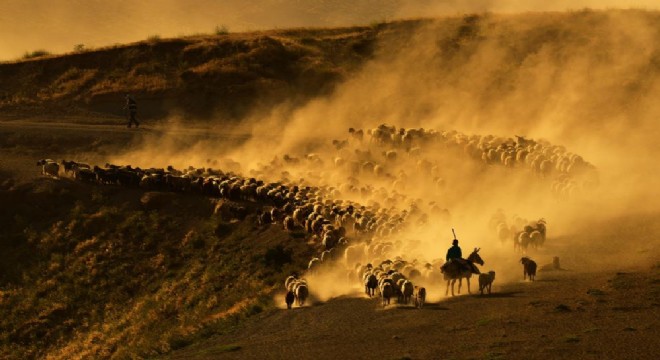 Sürülerin tozlu ve zorlu yolculuğu