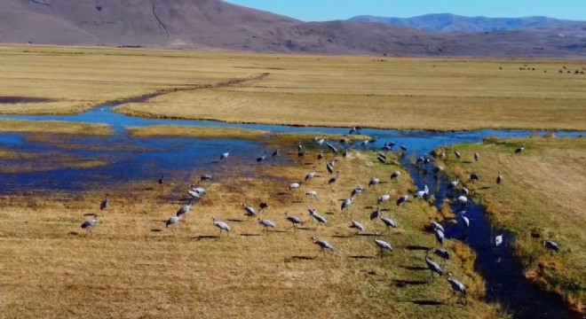 Turnaların göçü kameralara yansıdı