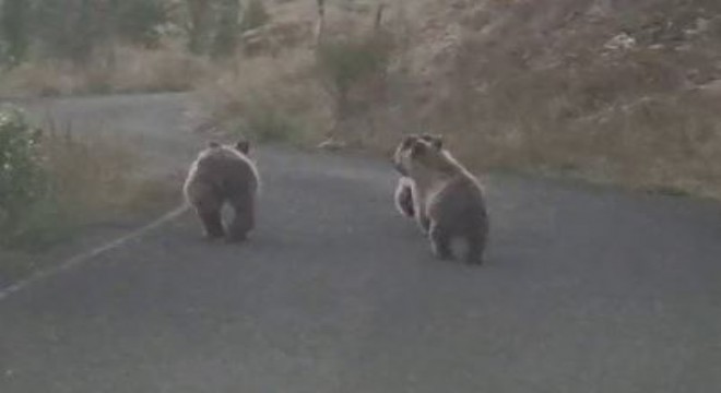 Yavru ayılar otomobile yol vermedi