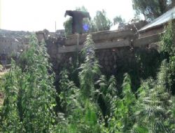 535 kök kenevir imha edildi
